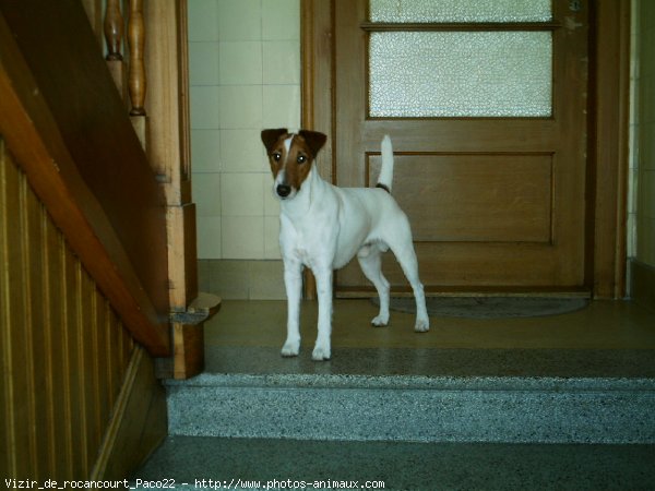 Photo de Fox terrier  poil lisse