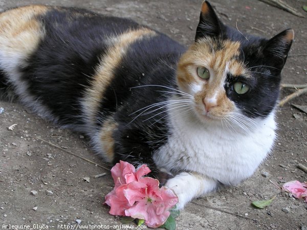 Photo de Chat domestique