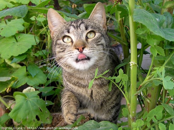 Photo de Chat domestique