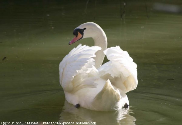 Photo de Cygne