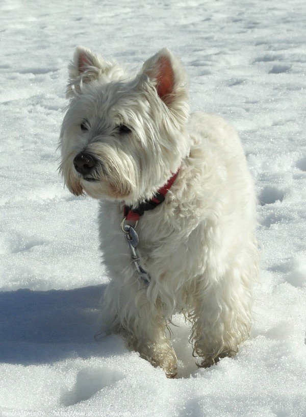 Photo de West highland white terrier