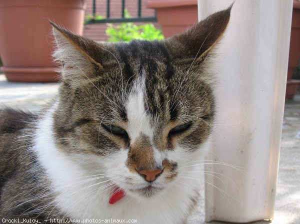 Photo de Chat domestique