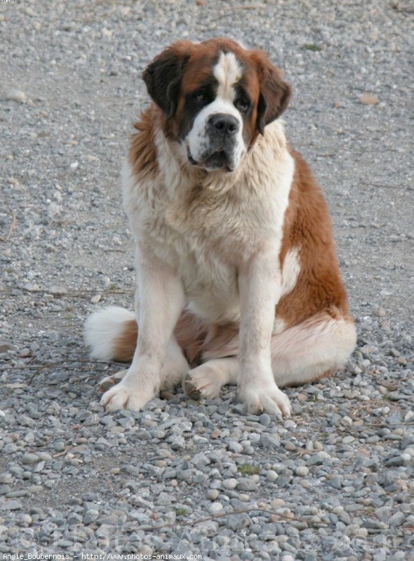 Photo de Saint-bernard poil long