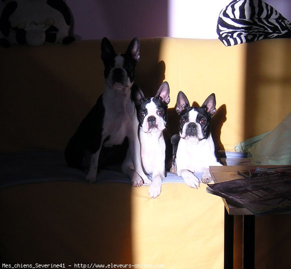 Photo de Boston terrier