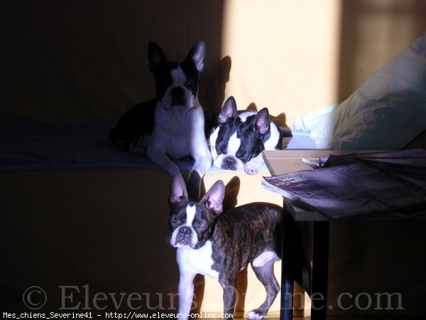 Photo de Boston terrier