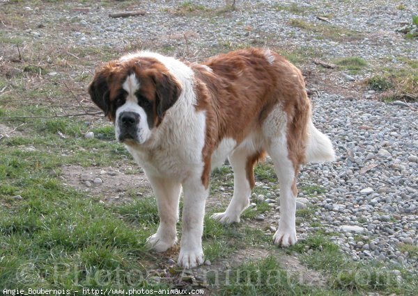 Photo de Saint-bernard poil long