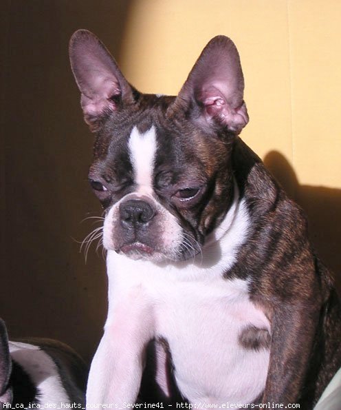 Photo de Boston terrier