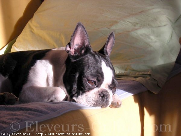 Photo de Boston terrier