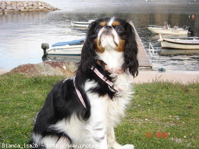 Photo de Cavalier king charles spaniel