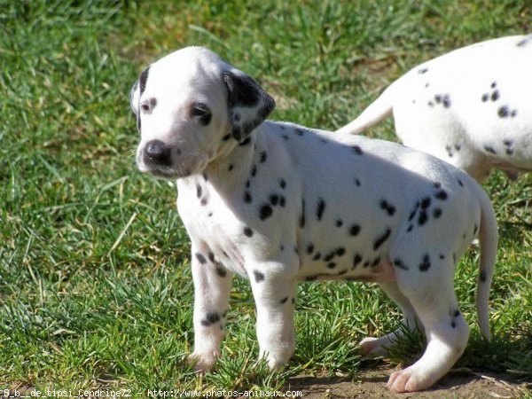 Photo de Dalmatien