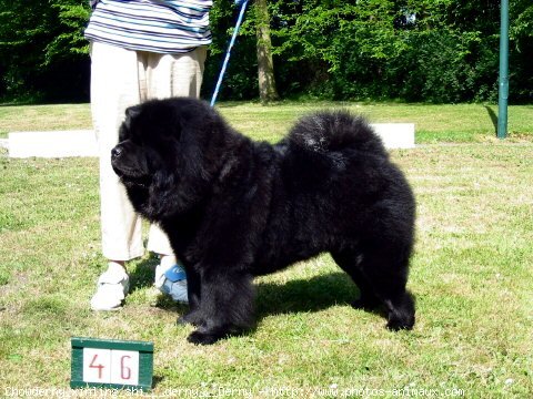 Photo de Chow chow