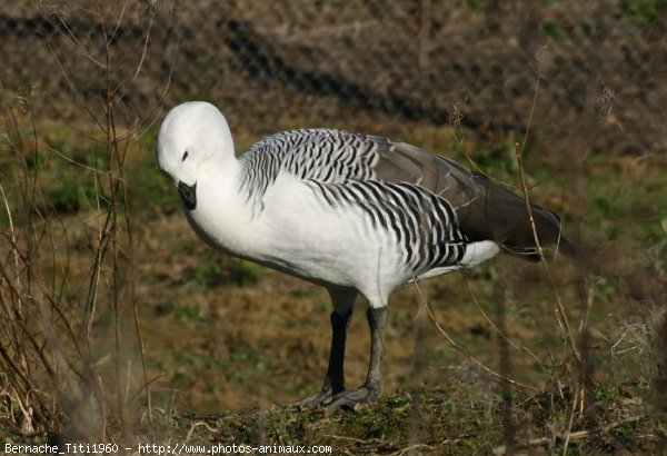 Photo de Canard