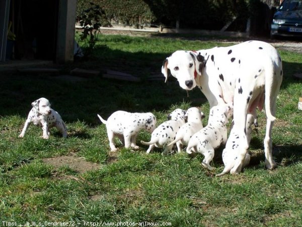 Photo de Dalmatien