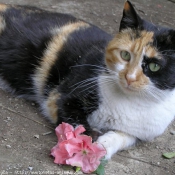 Photo de Chat domestique