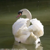 Photo de Cygne