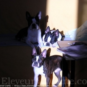 Photo de Boston terrier