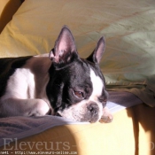 Photo de Boston terrier