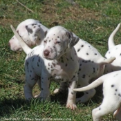 Photo de Dalmatien