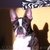 Photo de Boston terrier