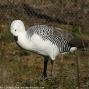 Photo de Canard