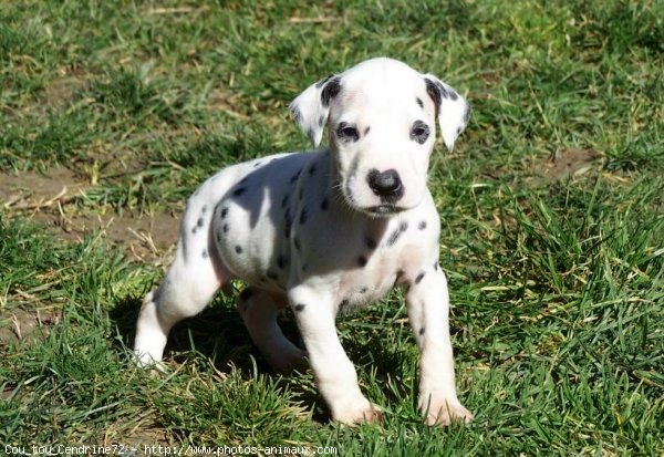 Photo de Dalmatien