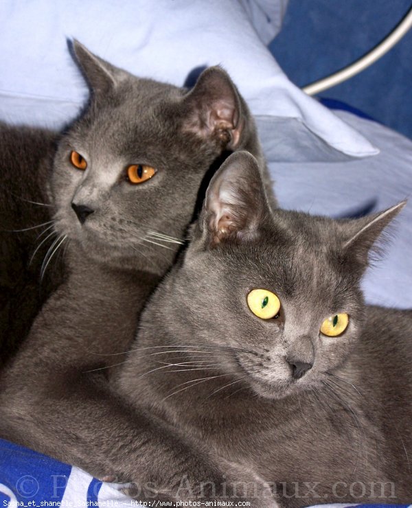 Photo de Chartreux