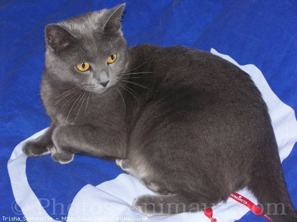 Photo de Chartreux