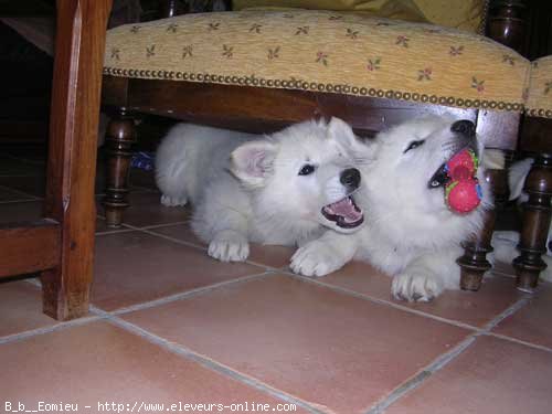 Photo de Berger blanc suisse