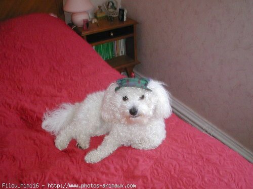 Photo de Bichon  poil fris