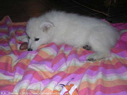 Photo de Berger blanc suisse