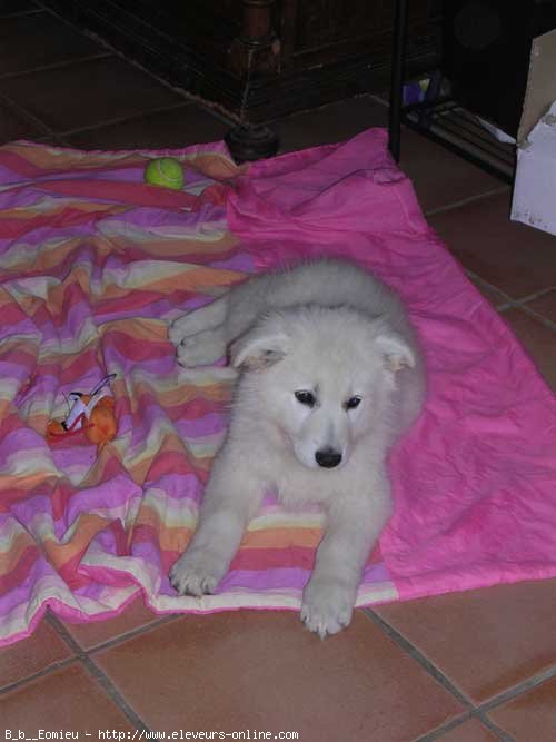 Photo de Berger blanc suisse