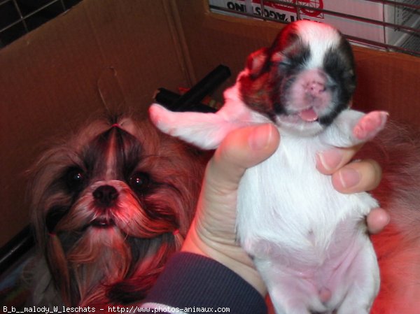 Photo de Shih tzu