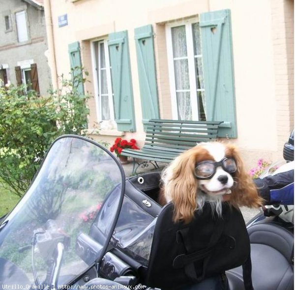 Photo de Cavalier king charles spaniel