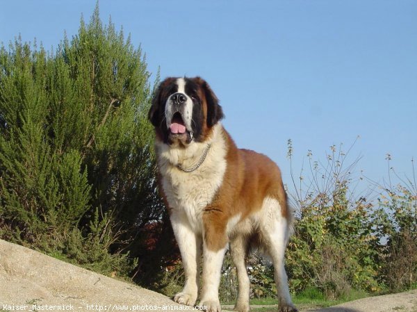 Photo de Saint-bernard poil long