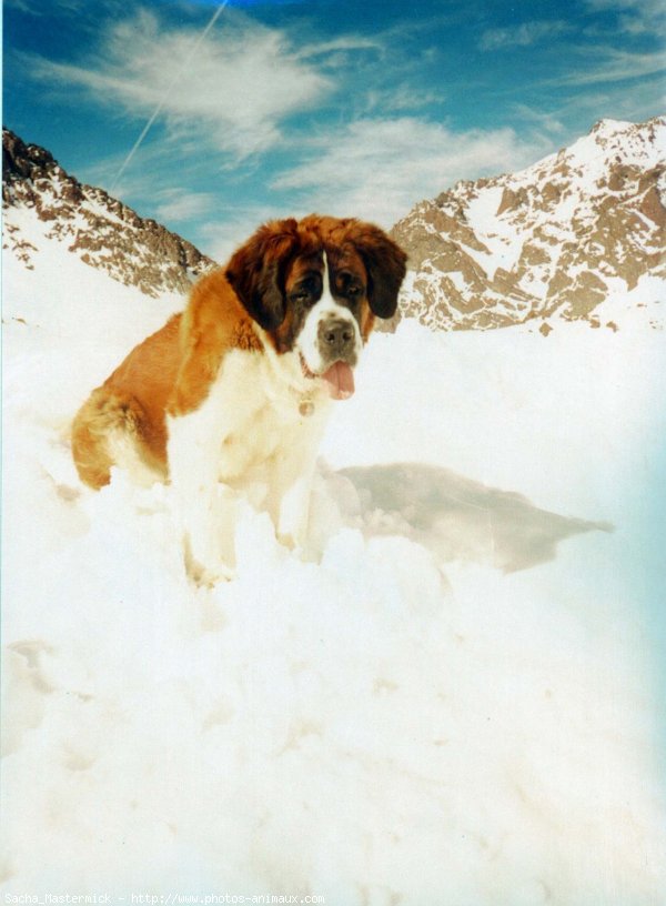 Photo de Saint-bernard poil long