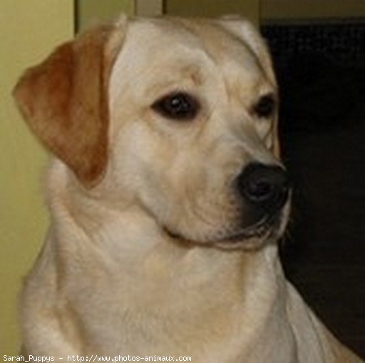 Photo de Labrador retriever