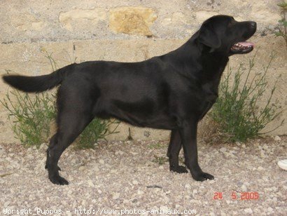 Photo de Labrador retriever