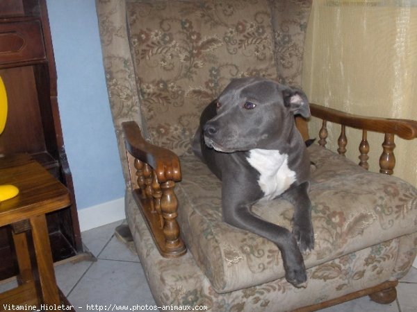 Photo d'American staffordshire terrier