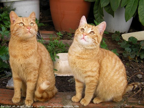 Photo de Chat domestique