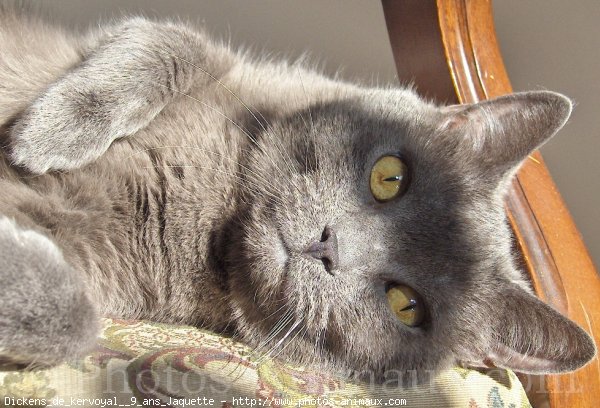 Photo de Chartreux