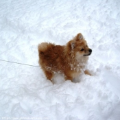 Photo de Spitz moyen