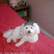 Photo de Bichon  poil fris