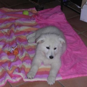 Photo de Berger blanc suisse