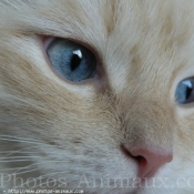 Photo de Ragdoll