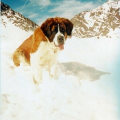 Photo de Saint-bernard poil long