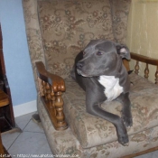 Photo d'American staffordshire terrier