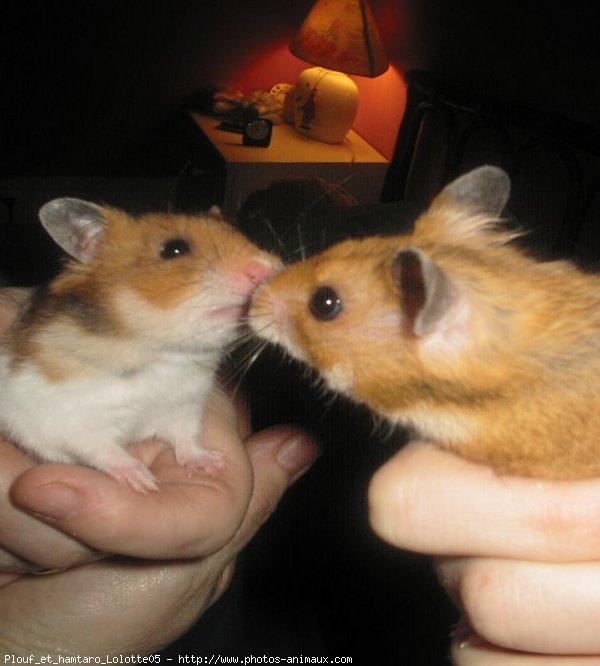 Photo de Hamster