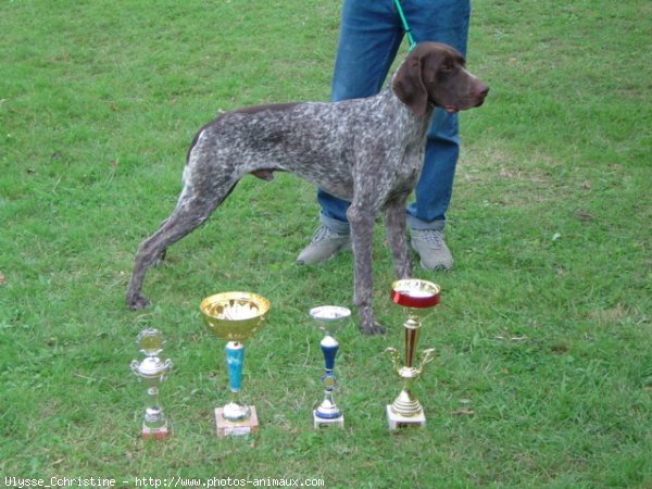 Photo de Braque allemand  poil court