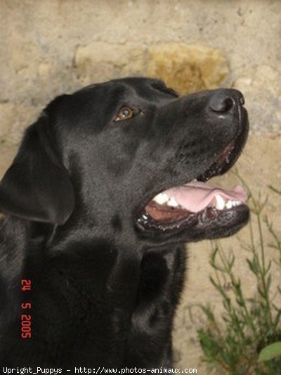 Photo de Labrador retriever