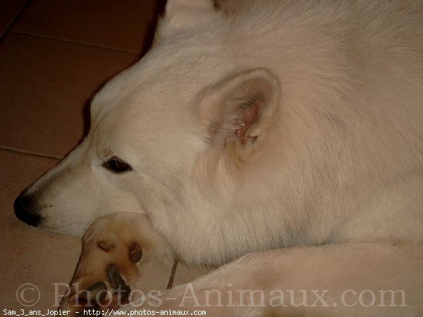 Photo de Berger blanc suisse